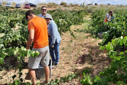 La cosecha se ha quedado a poco de alcanzar los 118 millones de kilos de uva