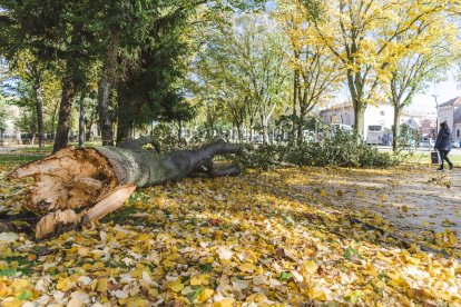 Un árbol caído en Burgos por efecto del viento.