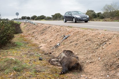 Imagen de un jabalí atropellado