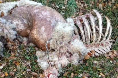 El ataque del lobo deja seis ovejas muertas y varias mordidas en Villafranca Montes de Oca