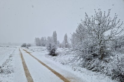 Los efectos de la borrasca Juan son palpables en la Ribera del Duero,