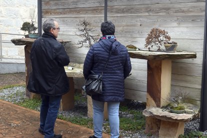 Museo del Bonsai de Villagonzalo de Pedernales