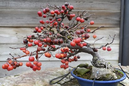 Uno de los ejemplares del Museo del Bonsai de Villagonzalo de Pedernales.