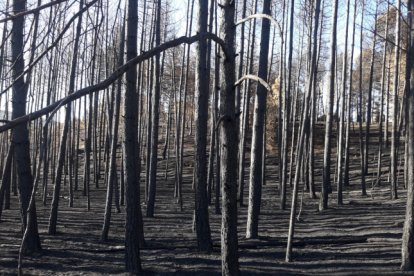 Arbolado afectado en el incendio de la sierra de Arlanza.