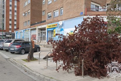 Árbol caído a consecuencia de la borrasca Nelson en Burgos.