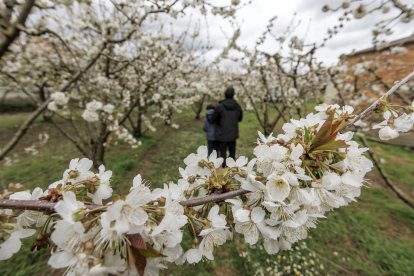 Las flores ya cubren buena parte de los cerezos del Valle de las Caderechas.