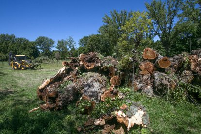 Los troncos cortados se acumulan en una de las zonas del parque de El Parral.