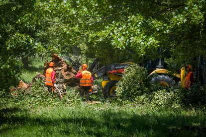 Los operarios trabajando en el apeo de uno de los árboles del parque de El Parral.