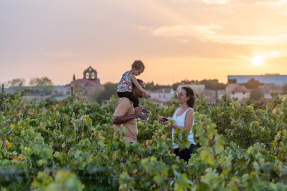 Ruta del Vino Ribera del Duero