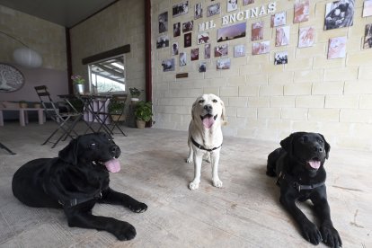 Uva, Lina y Java, perros usados en terapia en el HUBU