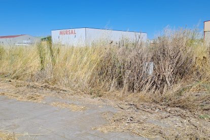 La vegetación en algunas zonas ha alcanzado niveles alarmantes