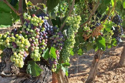 El envero ya ha comenzado en la Ribera del Duero