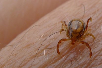 El Servicio Territorial de Sanidad de Burgos recibe las garrapatas que se extraen en los Centros de Salud desde el año 1996. 
FLICKER/JOHN TANN