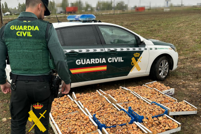 Níscalos intervenidos por los agentes.