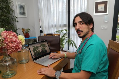 El cannabis como medicina para paliar enfermedades crónicas, en la imagen el doctor Javier Calaveras, que ha investigado sobre el uso medicinal de esta planta.