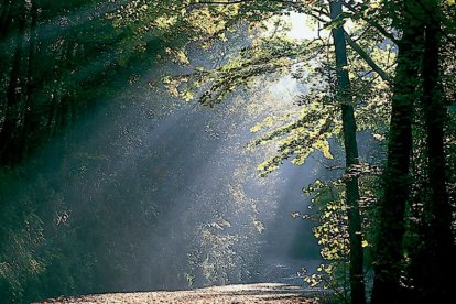 La luz se filtra entre los bosques de las localidades de Bajauri y Obécuri.