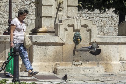 El servicio está encargado, entre otras labores, del control de las  palomas.