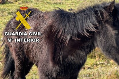 Dos investigados en Burgos por no atender a un caballo con fractura en una pata cuyo hueso perforaba la piel .