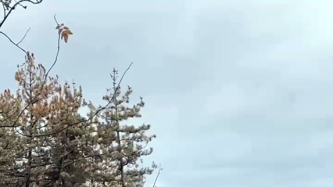 Los trabajos forestales se centran en la zona oeste del cerro.