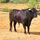 Rencoroso, el toro indultado en Burgos, ya se encuentra en la finca Lo Álvaro en Sevilla.