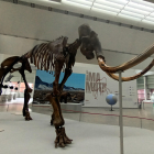 El Museo de la Evolución Humana expone un esqueleto de entre 40 000 y 50 000 años de antigüedad en su nueva exposición llamada ‘Un mamut en Burgos’.