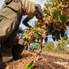 Imagen de archivo de la vendimia en Ribera