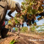 Imagen de archivo de la vendimia en Ribera