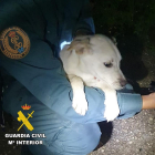 Noa, cachorra de tres meses, recién rescatada por el Seprona en Burgos.