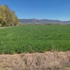 Los campos de cereal de la comarca burgalesa de La Bureba, en perfecto estado pero pendientes de la lluvia.