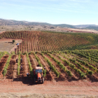 Viñedo en altura