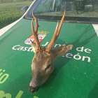 Imagen del corzo intervenido.