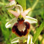 Ejemplar de la orquídea conocida científicamente como Ophrys sphegodes, aparecida en Burgos.