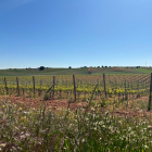 Viñedo de Fuentenebro en Ribera del Duero