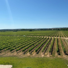 Imagen de un viñedo de la Ribera del Duero