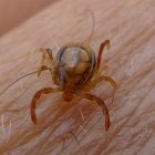 El Servicio Territorial de Sanidad de Burgos recibe las garrapatas que se extraen en los Centros de Salud desde el año 1996. 
FLICKER/JOHN TANN