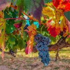 Imagen de un viñedo de la Ribera del Duero