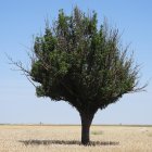 Serbal del Páramo de Haza