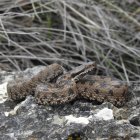 Ejemplar detectado en Sedano por miembros de la Asociación Herpetológica Española.