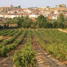 Los viñedos forman parte del paisaje de Anguix.