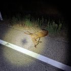 Imagen del corzo atropellado en Lerma