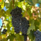 Viñedo de la Ribera