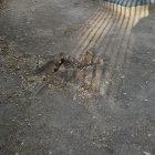 Imagen del tocón retirado en el parque Príncipe de Asturias