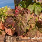 Viñedo de la Ribera del Duero