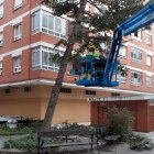 Los operarios han comenzado la tala