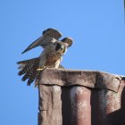 Pilar reside en Palencia. Fue liberada en 2023 y el año pasado trató de criar, sin éxito, en el Parque Natural Sabinares del Arlanza-La Yecla.
