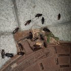 Los vecinos denuncian que las cucarachas salen por el alcantarillado.