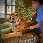 Imagen del vídeo en que se ve a un tigre siendo golpeado para que ruja mientras los turistas se hacen fotos.-EL PERIÓDICO