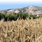 Vista de la iglesia y el pico Castejón al fondo y un campo de cereal y un majuelo en primer término.-