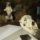 Recreación del cráneo del oso de las cavernas.-RAÚL G. OCHOA