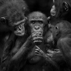 Las fotografías de gorilas de Isabel Muñoz ocuparán la Sala Pieza Única.-Isabel Muñoz